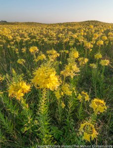Many plant species, including four-point evening primrose, thrive when dominant grasses are temporarily weakened by grazing or other management.  These flowers appeared in abundance a year after a summer fire and grazing treatment.