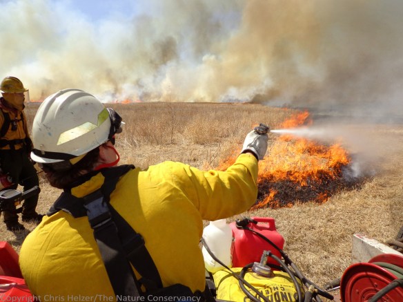 Prescribed is an important part of our management.  It helps control woody growth, stimulates grazing, and can help suppress invasive species - among other things.