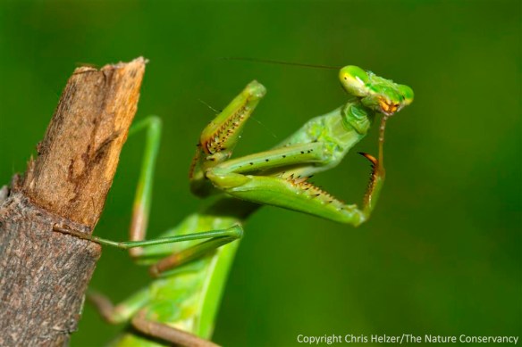 Praying mantis - Aurora, NE