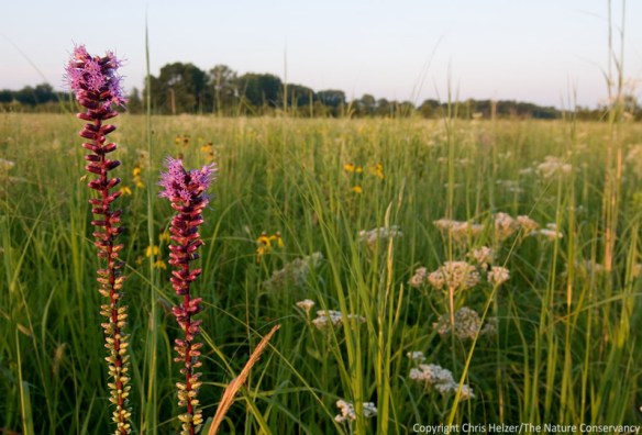 Restored mesic prairie - Kankakee Sands Prairie Restoration, Indiana.