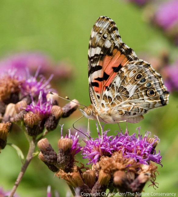 Painted lady butterfly on Baldwin's ironweed. Helzer pasture, Nebraska