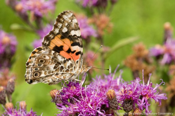 Painted lady butterfly on Baldwin's ironweed. Helzer pasture, Nebraska