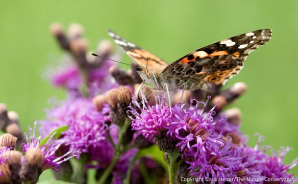 Painted lady butterfly on Baldwin's ironweed. Helzer pasture, Nebraska