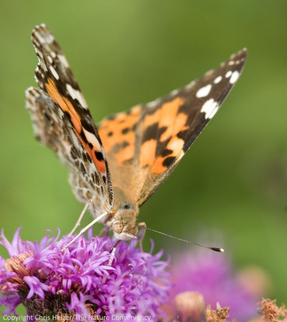 Painted lady butterfly on Baldwin's ironweed. Helzer pasture, Nebraska