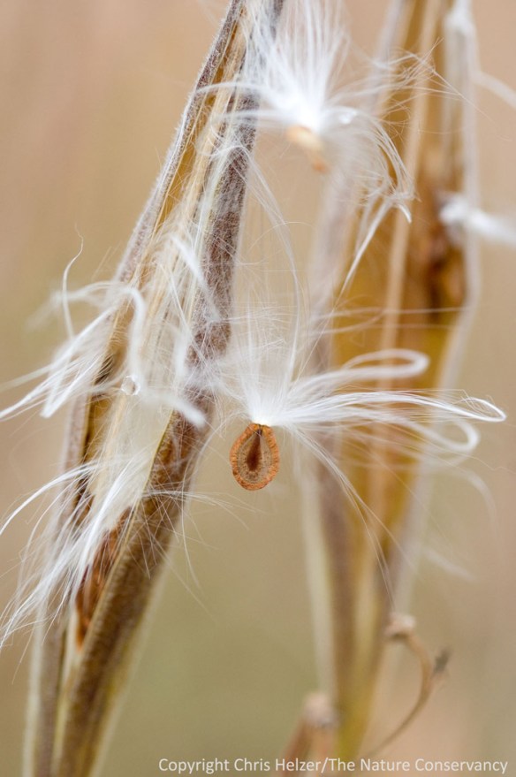 Butterfly milkweed seeds in Lincoln Creek Prairie. Aurora, Nebraska.