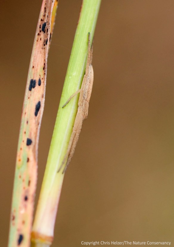 Spider on grass in Lincoln Creek Prairie. Aurora, Nebraska.