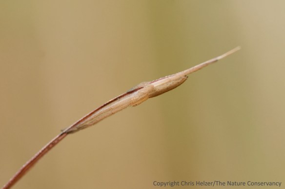 Spider on grass in Lincoln Creek Prairie. Aurora, Nebraska.
