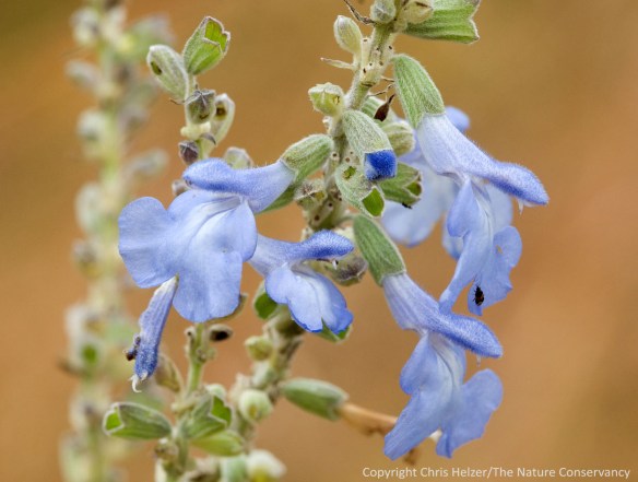 Pitcher sage. Lincoln Creek Prairie. Aurora, Nebraska.