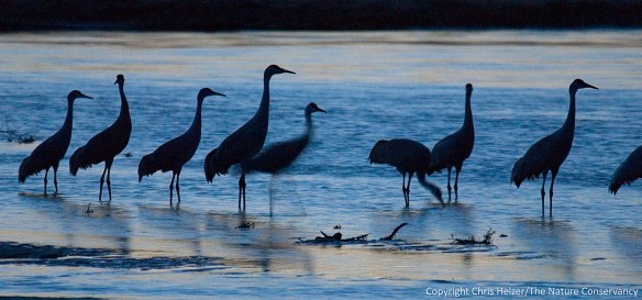Sandhill cranes on the Central Platte River. Evening roost.