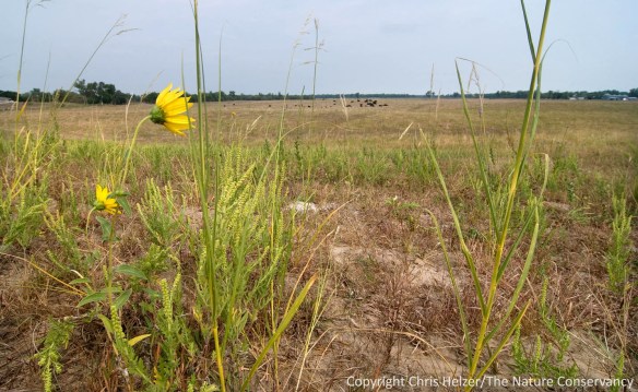 Prairies look pretty dry this year.