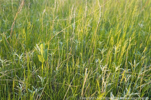 Griffith Prairie - kentucky bluegrass in prairie.