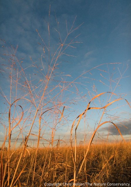 Switchgrass and sky with warm winter light.