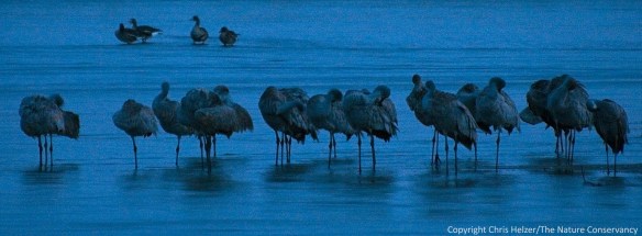 Sandhill cranes in the early morning.
