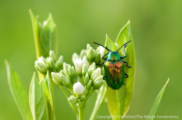 A dogbane beetle on dogbane.  Aurora, Nebraska.