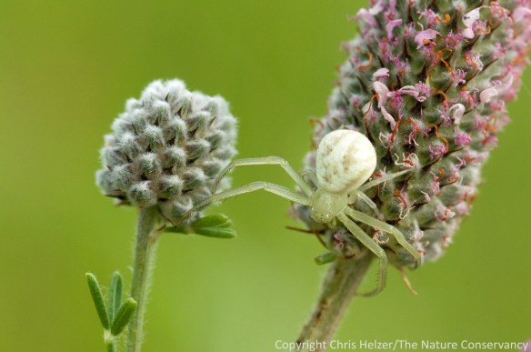 Crab spider on purple prairie clover (Dalea purpurea).