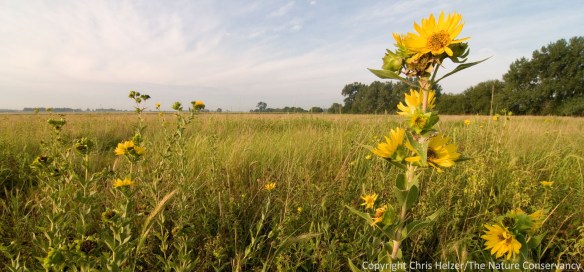 Rosinweed (Silphium integrifolium) in restored prairie along the Platte river.