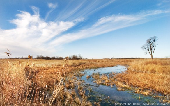 A restored wetland and stream along the Central Platte River.
