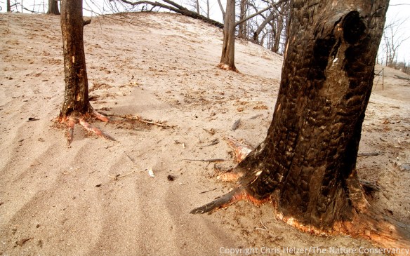 Much of the erosion that's occurred so far appears to be wind erosion.  A 70 mph wind storm got sand moving in some areas.