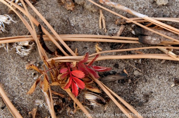 Wild rose is another of the plants regrowing in the burned areas.  These woody plants, perennial grasses, and sedges make up the bulk of the surviving plants.