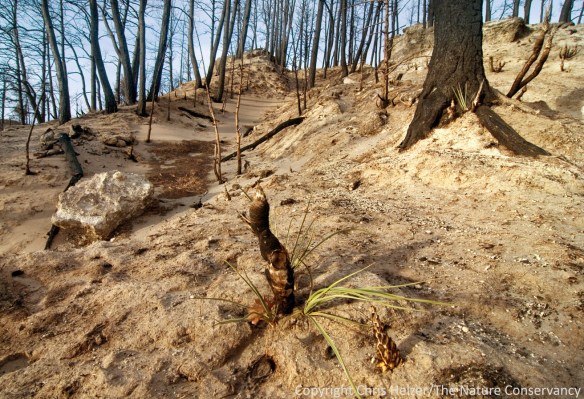 Soil erosion will probably be an issue on steep slopes and under formerly dense stands of trees.