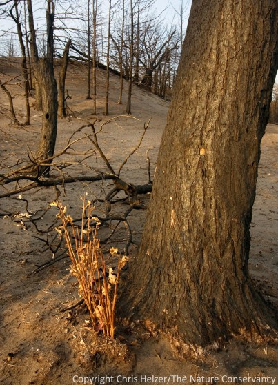 Many of the bur oaks in the burned area are re-sprouting from the base.