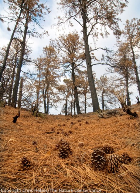 A few mature ponderosa pines may have survived along the very top of the ridge north of the river.  If so, new pines may be able to spread from these pockets of survivors.
