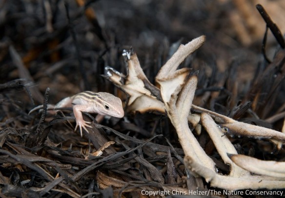 A fence lizard that survived the wildfire hunts in the ashes.