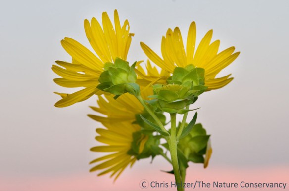Rosinweed is often targeted by cattle regardless of whether it's in a burned or unburned patch.  Completely excluding cattle from prairies now and then allows rosinweed and a few other cattle favorites to bloom and recover their vigor.