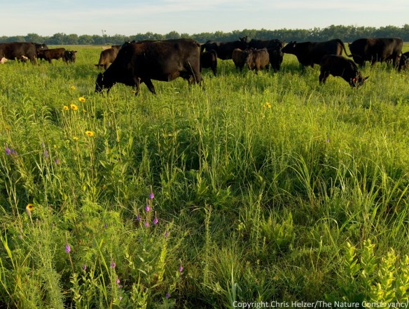 Patch-burn grazing helps us maintain diverse plant communities while also creating patchy habitat that benefits many insect and animal species as well.
