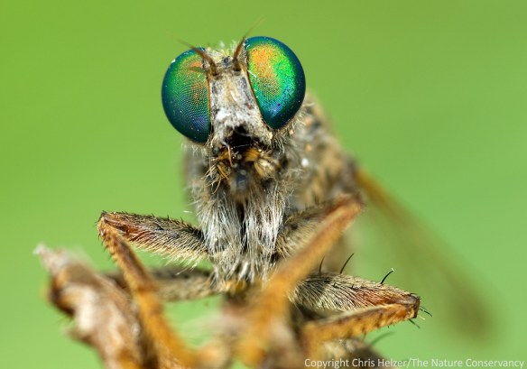 Photography can provide intimate introductions to species most people wouldn't otherwise know exist.  Robber fly - Central Platte River, Nebraska.