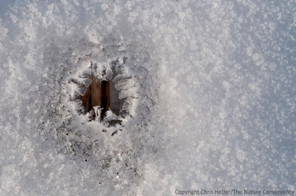 Hoarfrost on the edge of a hole in the snow, with prairie grass beneath.