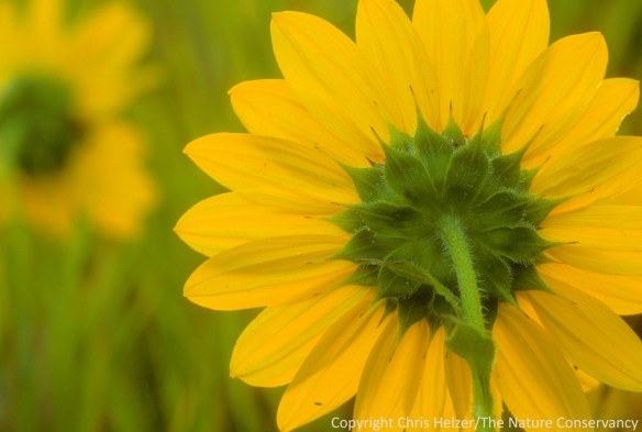 Annual sunflowers along Dead Man's Run in Lincoln, Nebraska.
