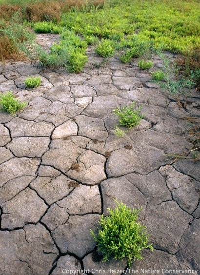 Photography can help draw attention to endangered ecosystems, and help showcase both their beauty and value.  The Nature Conservancy's Little Salt Fork Marsh Preserve - north of Lincoln, Nebraska.