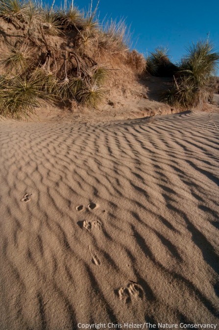 Small mammal tracks across rippled sand in a sandhills blowout.  Switzer Ranch, Nebraska.