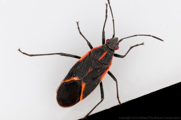 The other boxelder bug - less dusty - that I found in my kitchen.