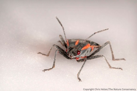 They're even cuter from the front, aren't they?