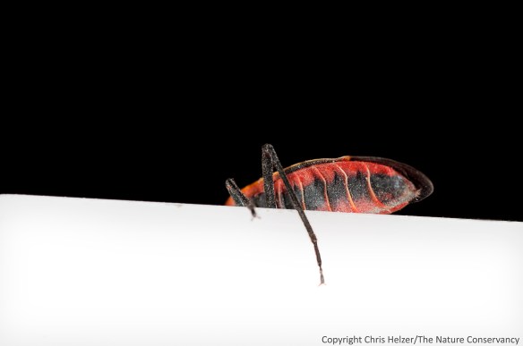 As the photo shoot went on, the boxelder bugs and I got more creative in our portrait compositions.