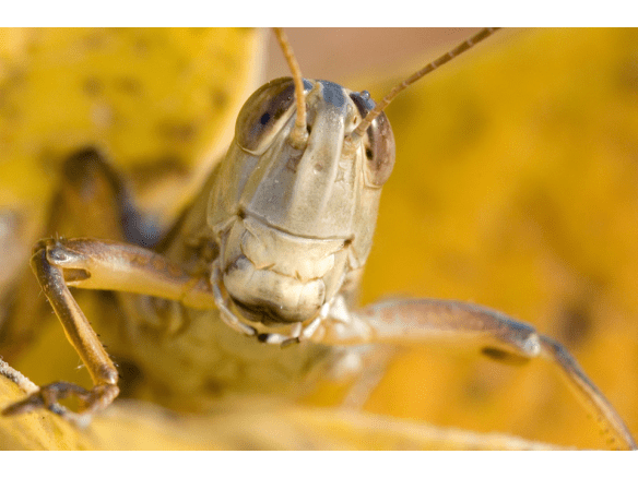 ...but THIS is the face of conservation.