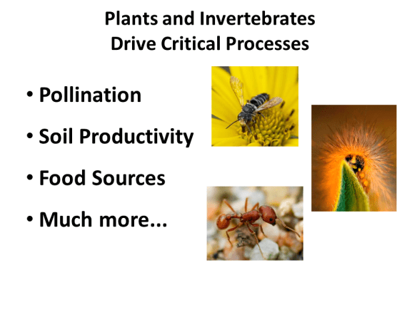 Between them, plants and invertebrates drive the ecological function of prairies (including pollination and soil productivity, and they are the food sources for most creatures). In other words, they’re what make grasslands tick.