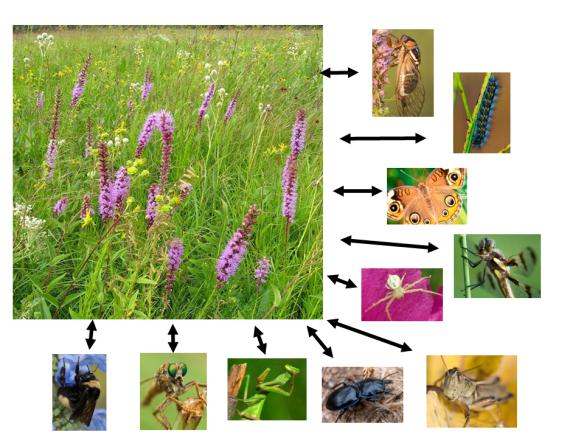 The diversity of plants influences the diversity of invertebrates, and vice versa. That complexity is the foundation of the resilience and overall stability of the ecosystem. It’s critically important to maintain plant and invertebrate diversity because without it, the ecosystem breaks down.