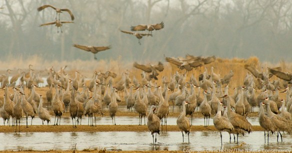Sandhill cranes roosting on the Platte River, just north of The Nature Conservancy's Studnicka tract.  2007 photo.