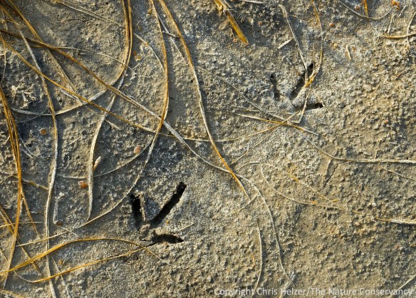 Pheasant tracks through alkaline-crusted sandy soil in a restored wetland along the Platte River, Nebraska. 