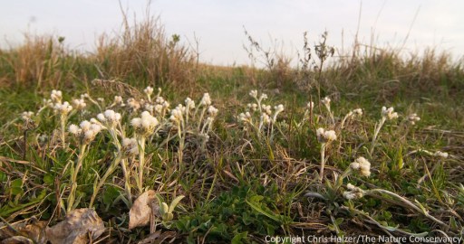 Last year at this time, pussytoes was starting to bloom in our Platte River Prairies. This year, there's no indication that they're anywhere close to that stage.