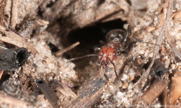 Formica obscuriventris - aka ant species #23.  It's a mound-building ant of prairies and savannas.