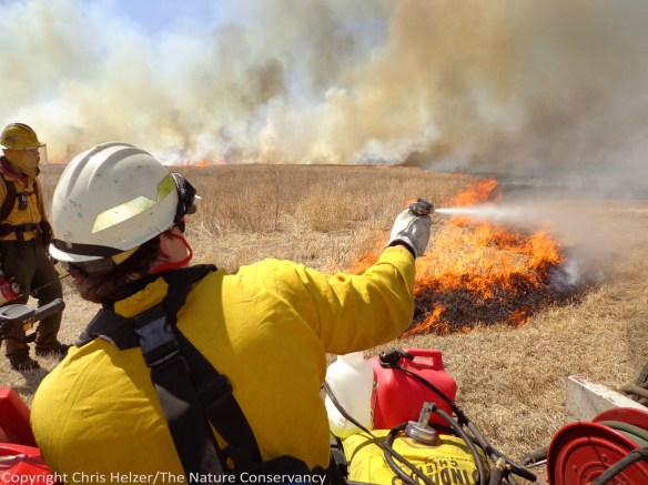 Controlling the backing fire on one end of a prescribed burn, with the flames of the headfire in the background.  The Nature Conservancy's Platte River Prairies, Nebraska.