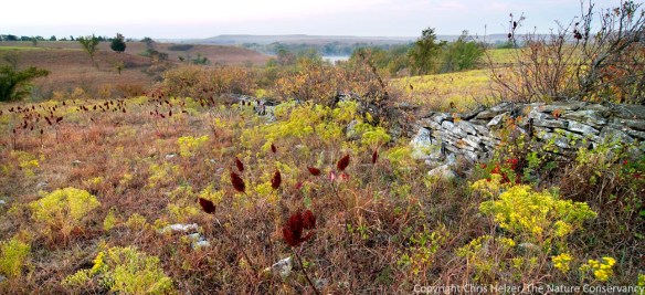 Prairies like this one in the flint hills of Kansas respond differently to fire and other management treatments than do prairies further east.  However, other variables (latitude, soil type, topography, land use history, and more) all influence management responses as well.
