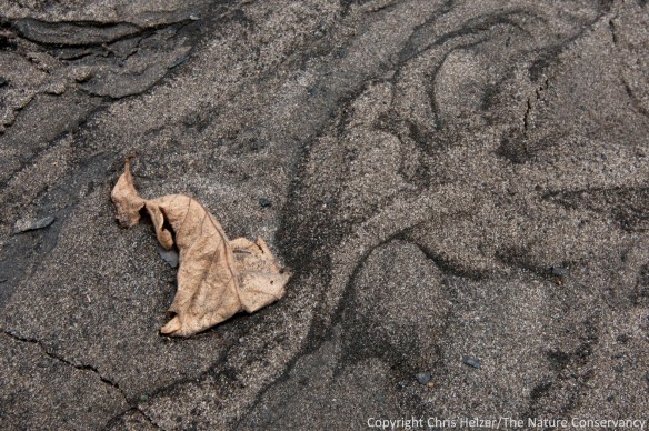 A bur oak leaf lies in a pattern of sand and ash.