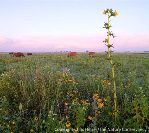 A floristically rich restored prairie, in which prescribed fire and grazing are being used to maintain high plant diversity.  The Nature Conservancy's Platte River Prairies, Nebraska.