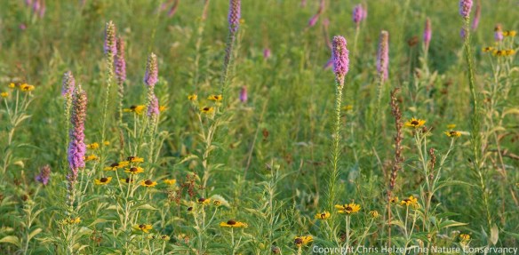 In the eastern tallgrass prairies studied by Bowles and Jones, summer wildflower diversity increased under frequent burning.