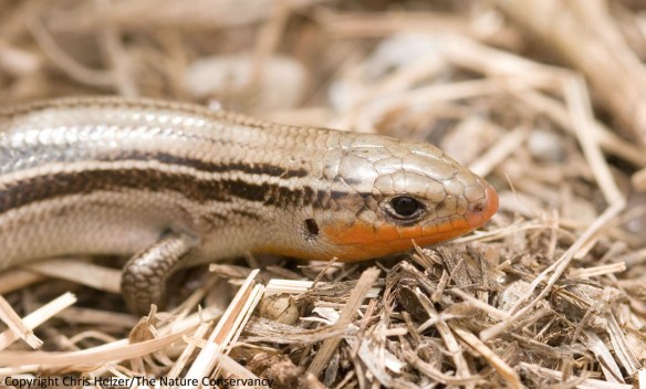 I generally find prairie skinks such as this one in prairies with a certain amount of thatch.  I'm not sure how this and other species would do in prairies that were burned in their entirety on a frequent basis.